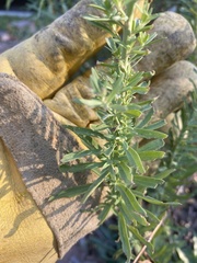 Linaria purpurea