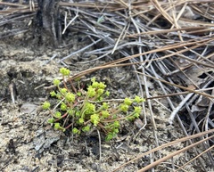Euphorbia ipecacuanhae