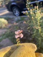 Linaria purpurea