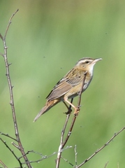 Helopsaltes certhiola