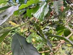 Coffea arabica
