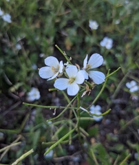 Diplotaxis erucoides