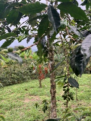 Coffea arabica