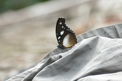 Hypolimnas dinarcha