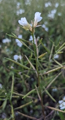 Diplotaxis erucoides