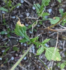Diplotaxis erucoides