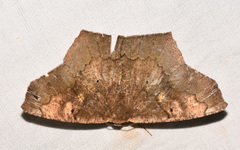Paragonia cruraria