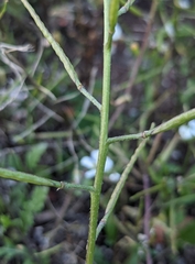 Diplotaxis erucoides