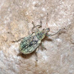 Polydrusus cervinus