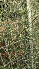 Asparagus horridus