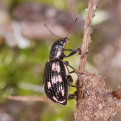 Polydrusus picus