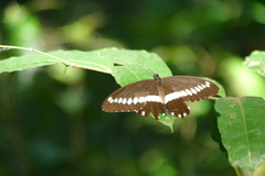 Papilio gallienus