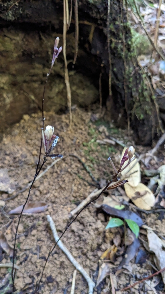 Lecanorchis multiflora