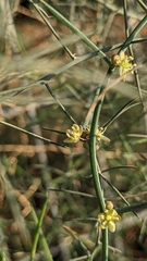 Asparagus horridus