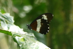 Graphium
