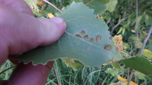 Poplar Leaf Curl