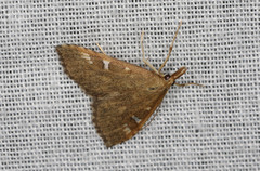 Udea hyalistis