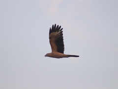 Daptrius chimachima