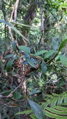 Vaccinium emarginatum