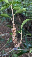 Vaccinium emarginatum
