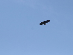 Amazona ochrocephala