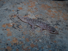 Phyllodactylus paucituberculatus