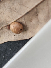Belonocnema treatae