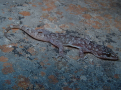Phyllodactylus paucituberculatus