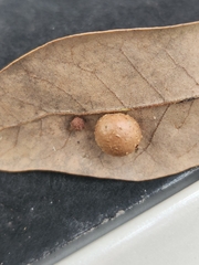 Belonocnema treatae
