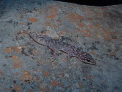 Phyllodactylus paucituberculatus