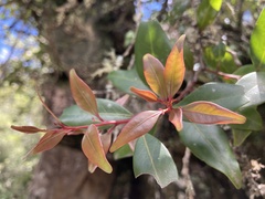 Pterocelastrus echinatus