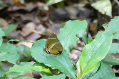 Euphaedra fulvofasciata