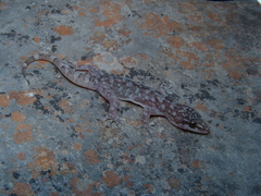 Phyllodactylus paucituberculatus