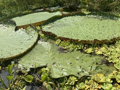 Victoria amazonica