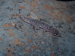 Phyllodactylus paucituberculatus