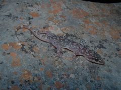 Phyllodactylus paucituberculatus