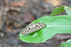 Catuna crithea