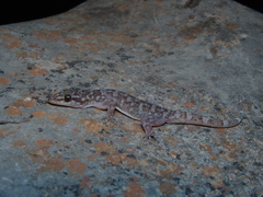 Phyllodactylus paucituberculatus