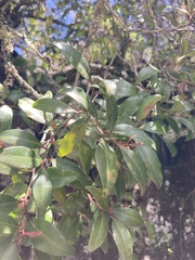 Pterocelastrus echinatus