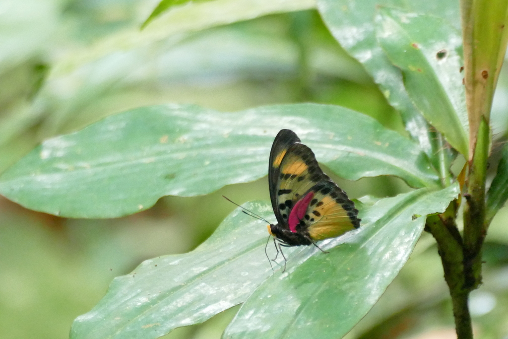 Euphaedra landbecki