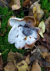 Paxillus involutus