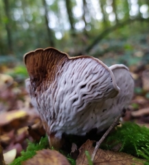 Paxillus involutus