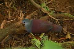 Zentrygon costaricensis