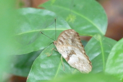 Bebearia zonara