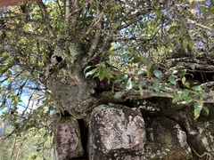 Pterocelastrus echinatus