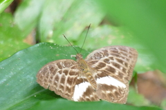 Bebearia zonara