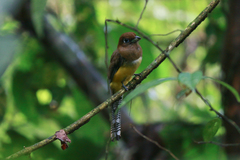 Trogon rufus image