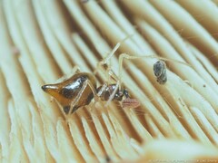 Coleosoma acutiventer