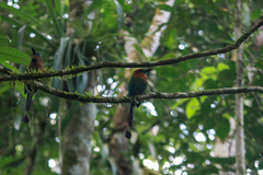 Electron platyrhynchum