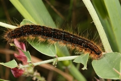 Malacosoma franconicum